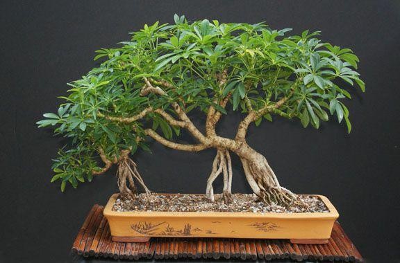ngu-gia-bi-bonsai-1631612001.jpg