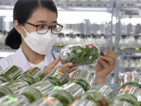 Củ Chi, Hóc Môn làm gì để đón 'đại bàng'?